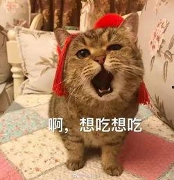娱乐吃瓜酱收了你的猫粮,宠物界的“网红”效应